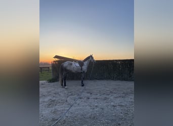 Anglo-Arab Mix, Mare, 8 years, 16.2 hh Anglo-Arab Mix, Mare, 8 years, 16.2 hh