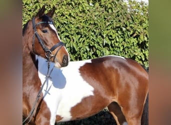 Anglo-Arab Mix, Mare, 8 years, 16 hh, Pinto