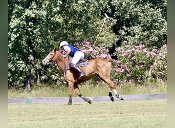 Anglo-Arab, Mare, 9 years, 16 hh, Chestnut