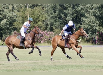 Anglo-Arab, Mare, 9 years, 16 hh, Chestnut