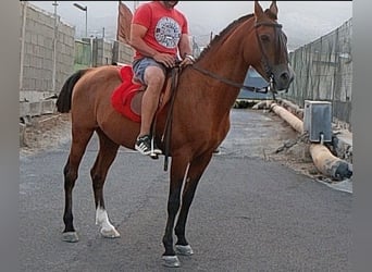 Anglo-Arab, Stallion, 12 years, 15.2 hh, Brown