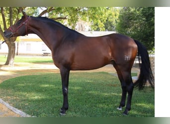 Anglo-Arab, Stallion, 15 years, 16,1 hh, Brown