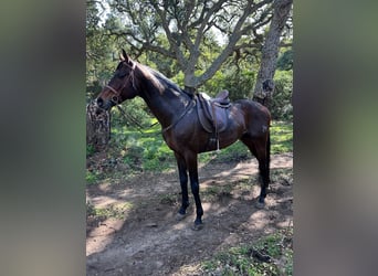 Anglo-Arab, Stallion, 15 years, 16,1 hh, Brown