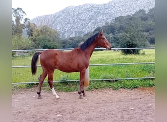 Anglo-Arab, Stallion, 1 year, 15.1 hh, Brown