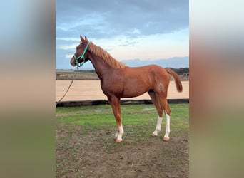 Anglo-Arab, Stallion, 1 year, 15,1 hh, Chestnut-Red