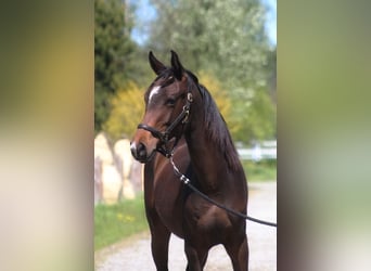 Anglo-Arab, Stallion, 1 year, 16.2 hh, Bay-Dark