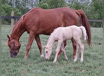 Anglo-Arab, Stallion, 1 year, 16 hh