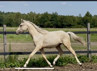 Anglo-Arab, Stallion, 1 year, 16 hh