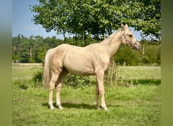 Anglo-Arab, Stallion, 1 year, 16 hh