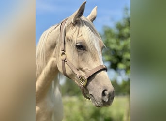 Anglo-Arab, Stallion, 1 year, 16 hh