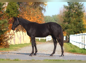 Anglo-Arab, Stallion, 1 year, 17 hh, Black