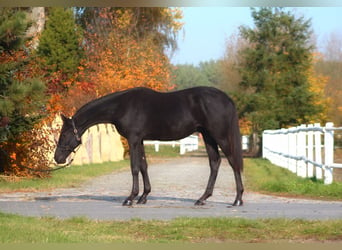 Anglo-Arab, Stallion, 1 year, 17 hh, Black