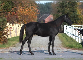 Anglo-Arab, Stallion, 1 year, 17 hh, Black