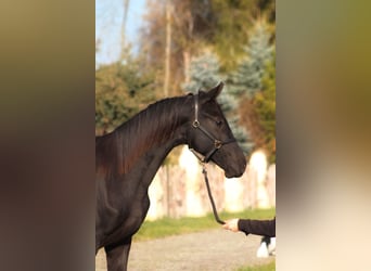 Anglo-Arab, Stallion, 1 year, 17 hh, Black