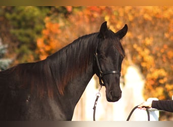 Anglo-Arab, Stallion, 1 year, 17 hh, Black