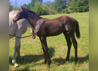 Anglo-Arab, Stallion, 1 year, Brown