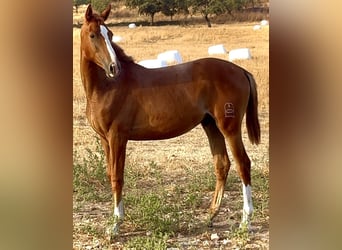 Anglo-Arab, Stallion, 1 year, Chestnut-Red
