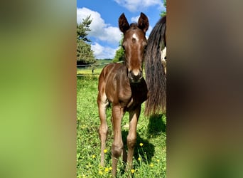 Anglo-Arab, Stallion, 1 year