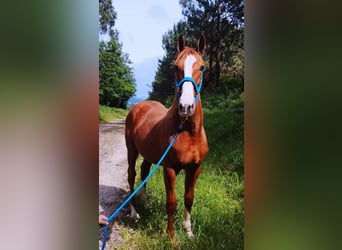 Anglo-Arab, Stallion, 1 year, Sorrel