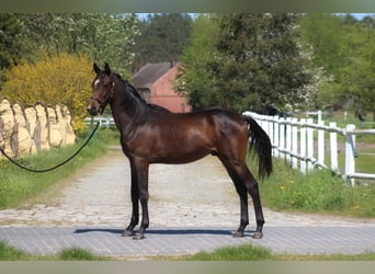 Anglo-Arab, Stallion, 2 years, 16.2 hh, Bay-Dark