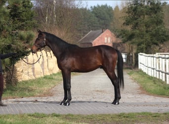 Anglo-Arab, Stallion, 2 years, 16.2 hh, Bay-Dark