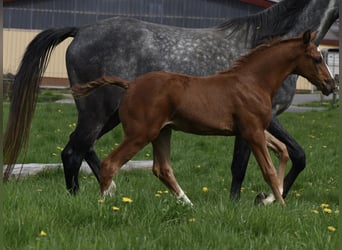 Anglo-Arab, Stallion, 2 years, 16,2 hh, Chestnut-Red