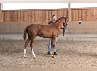 Anglo-Arab, Stallion, 2 years, 16,2 hh, Chestnut-Red