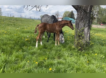 Anglo-Arab, Stallion, 2 years, 16,2 hh, Chestnut-Red