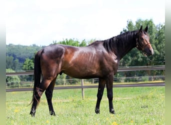 Anglo-Arab, Stallion, 2 years, 16 hh, Bay-Dark