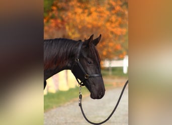 Anglo-Arab, Stallion, 2 years, 17 hh, Black