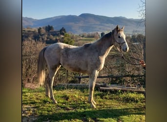 Anglo-Arab, Stallion, 2 years, Gray