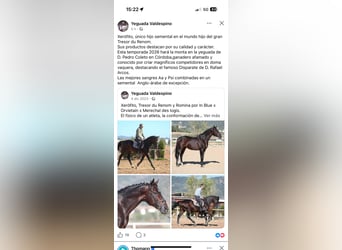 Anglo-Arab, Stallion, 3 years, 16,1 hh, Bay-Dark