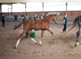 Anglo-Arab, Stallion, 3 years, 16,2 hh, Chestnut-Red