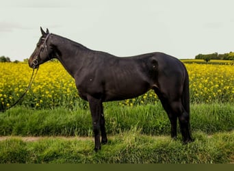Anglo-Arab, Stallion, 5 years, 15 hh, Bay-Dark