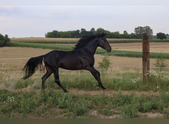 Anglo-Arab, Stallion, 5 years, 15 hh, Bay-Dark