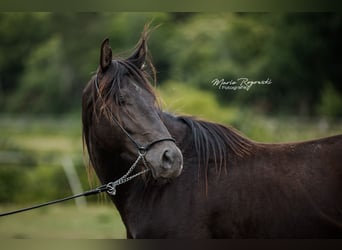 Anglo-Arab, Stallion, 5 years, 15 hh, Black
