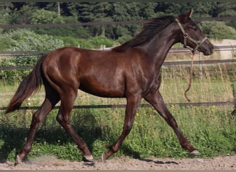 Anglo-Arab, Stallion, 5 years, 15 hh, Black