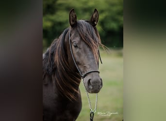 Anglo-Arab, Stallion, 5 years, 15 hh, Black