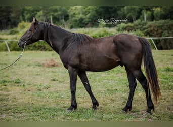 Anglo-Arab, Stallion, 5 years, 15 hh, Black