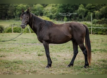 Anglo-Arab, Stallion, 5 years, 15 hh, Black