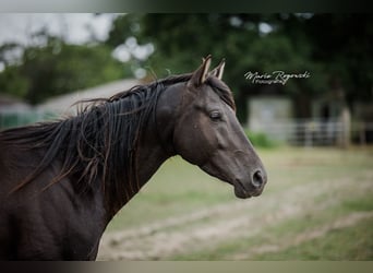Anglo-Arab, Stallion, 5 years, 15 hh, Black