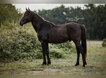 Anglo-Arab, Stallion, 5 years, 15 hh, Black