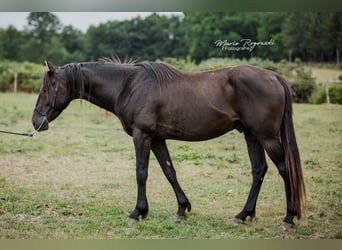 Anglo-Arab, Stallion, 5 years, 15 hh, Black