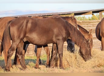 Anglo-Arab, Stallion, 5 years, 15 hh, Black