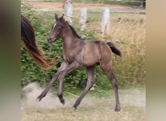 Anglo-Arab, Stallion, 5 years, 15 hh, Black