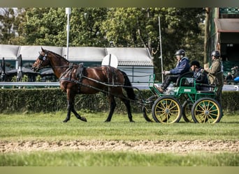 Anglo-Arab, Stallion, 5 years, 16,1 hh, Brown