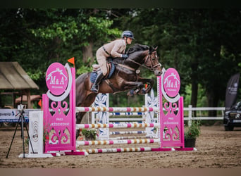 Anglo-Arab, Stallion, 6 years, 16 hh, Bay-Dark