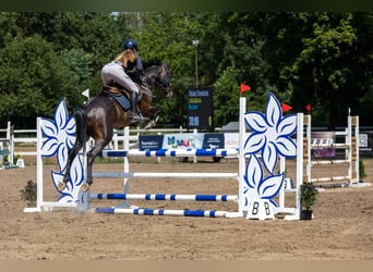 Anglo-Arab, Stallion, 6 years, 16 hh, Bay-Dark