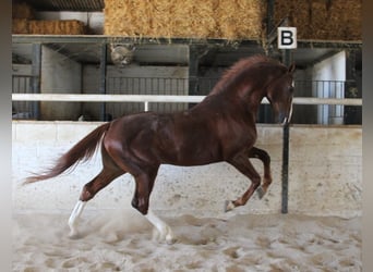Anglo-Arab, Stallion, 6 years, 16,1 hh, Chestnut-Red