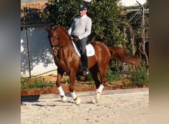 Anglo-Arab, Stallion, 7 years, 15,2 hh, Chestnut-Red